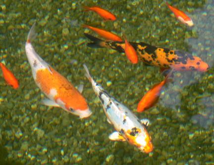 Koi and goldfish